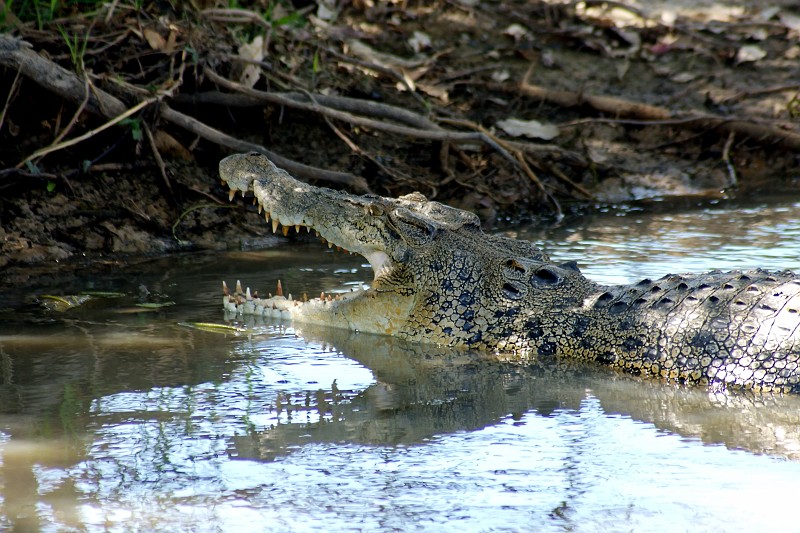 2009-11-06 22-01-07_3.jpg - Gähn... schon wieder so viele Touristen, ich brauch mal Abwechslung auf dem Speiseplan!